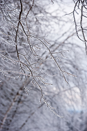 0129_TA_IcyTrees-5220