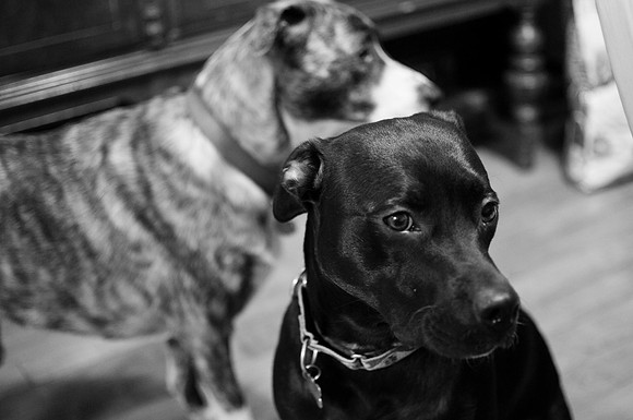 Dogs-7177