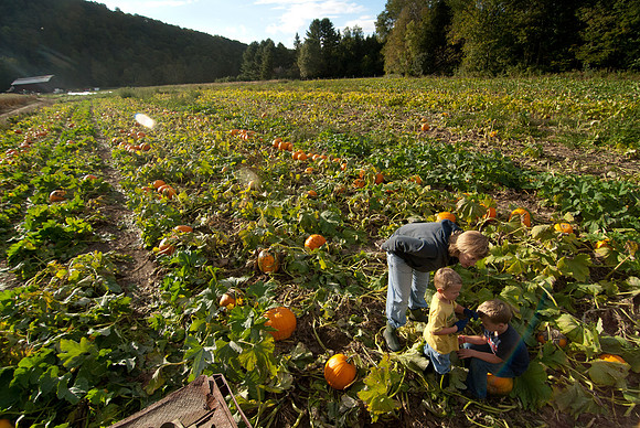 LincolnPumpkins-1001