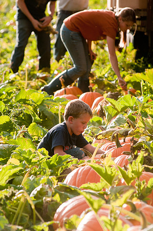 LincolnPumpkins-9936