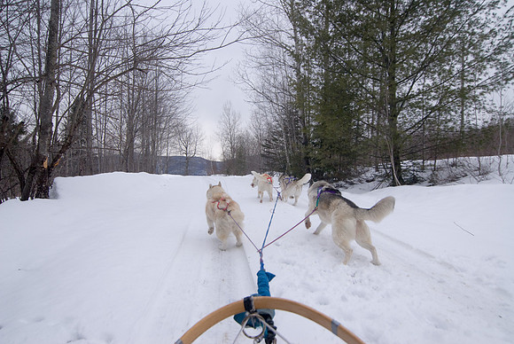 DogSledding-1053