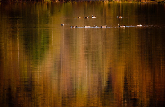 Geese_TCC6315