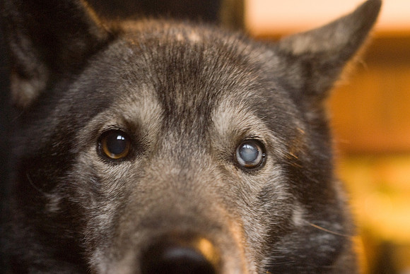 DogSledding-1024