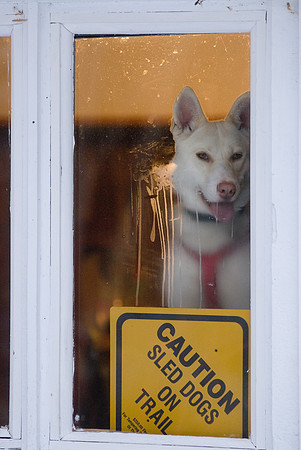 DogSledding-1147