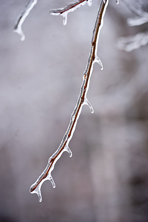 0129_TA_IcyTrees-5252