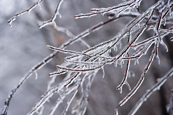 0129_TA_IcyTrees-5229