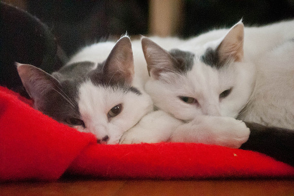 CuddlingCats-5515