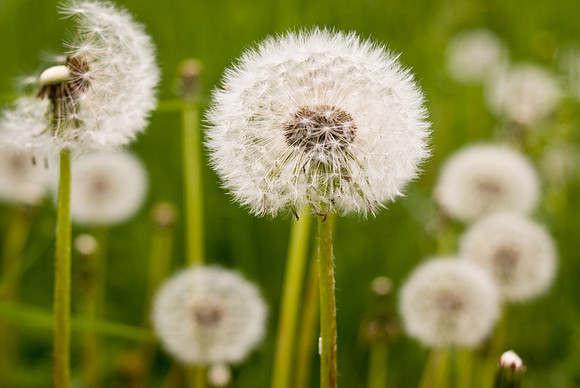 Dandelions-8742
