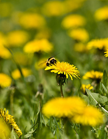 Dandelions-7989