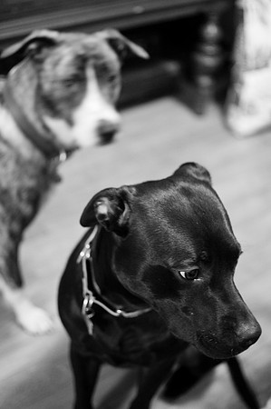 Dogs-7173