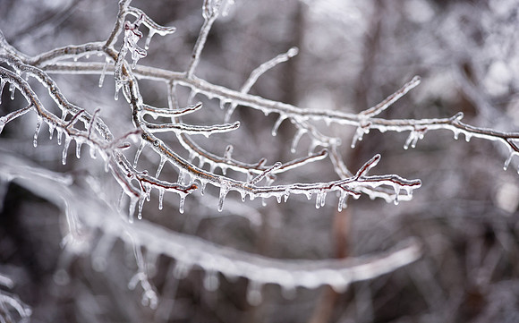 0129_TA_IcyTrees-5262