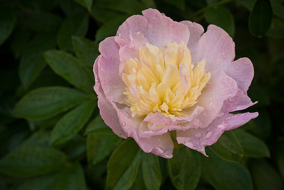 Flowers-8841